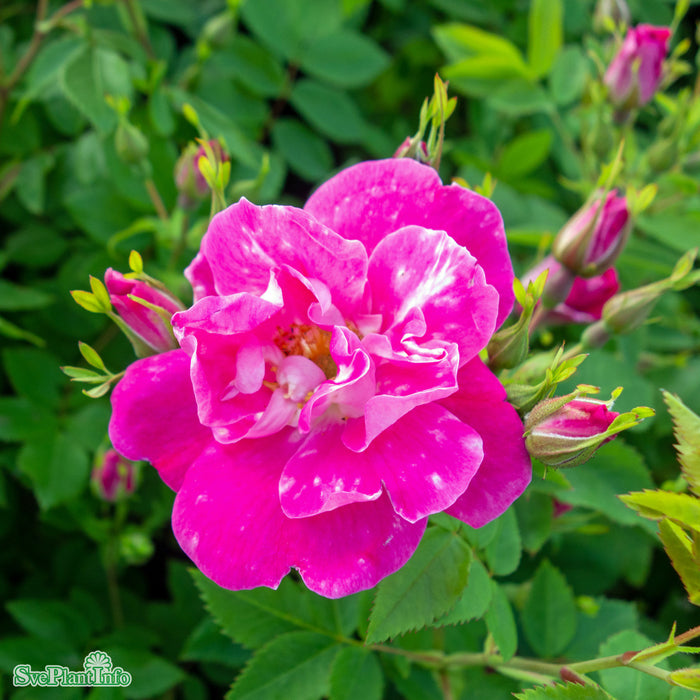 Rosa 'William Buffin' A kval C4