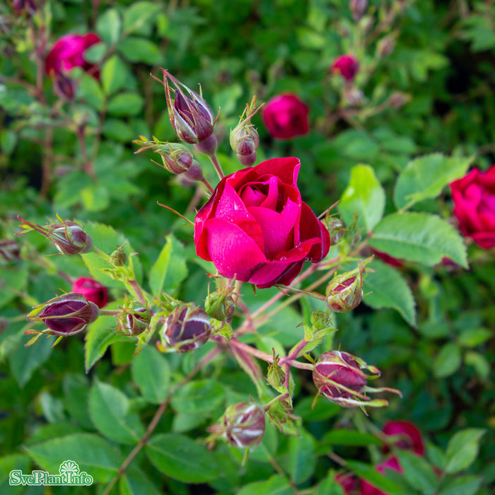 Rosa 'Adelaide Hoodless' A kval C4