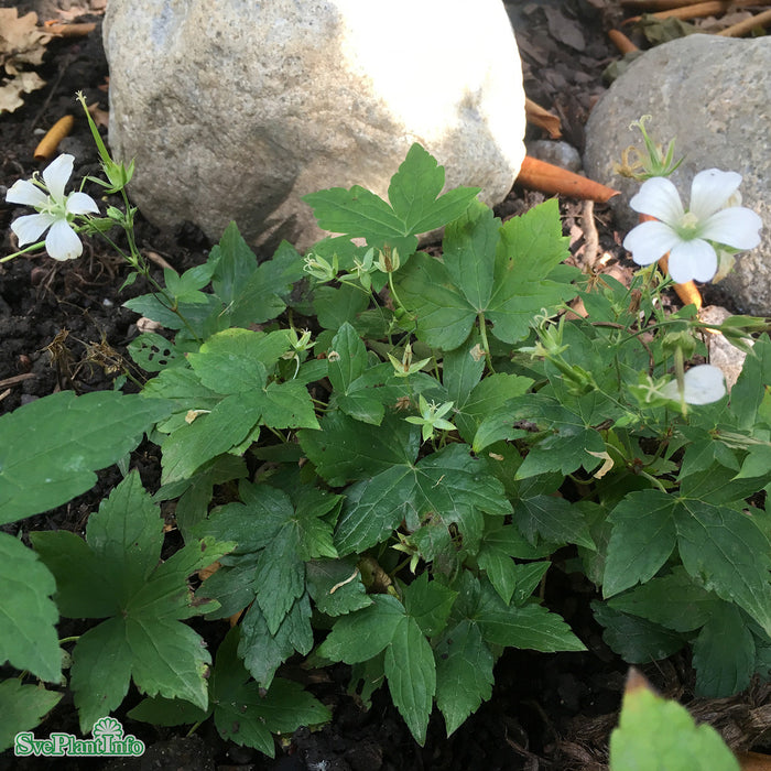 Geranium nodosum 'Silverwood'