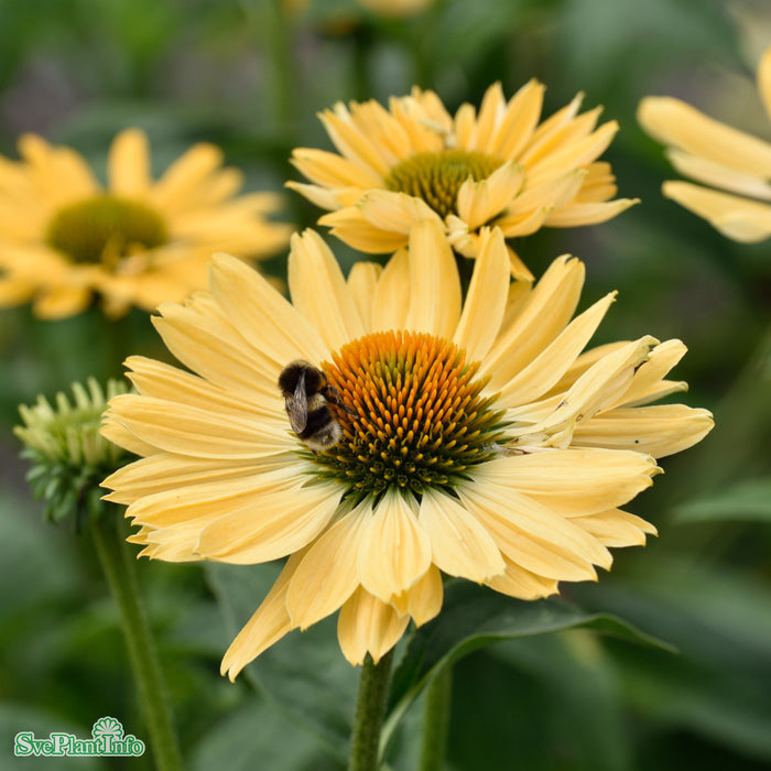 Echinacea 'Aloha' A-kval