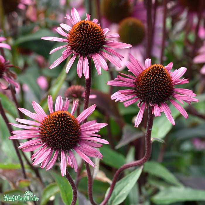 Echinacea 'Fatal Attraction' A-kval