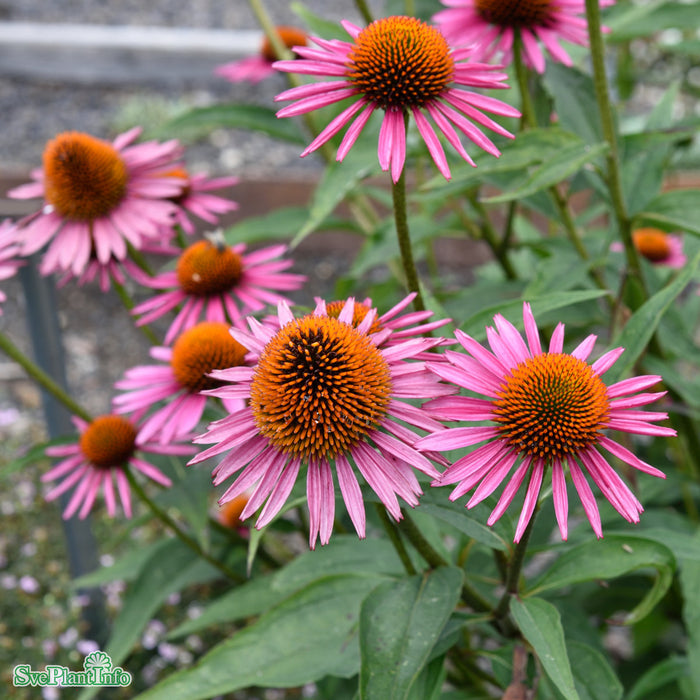 Echinacea purpurea 'Pica Bella' A-kval