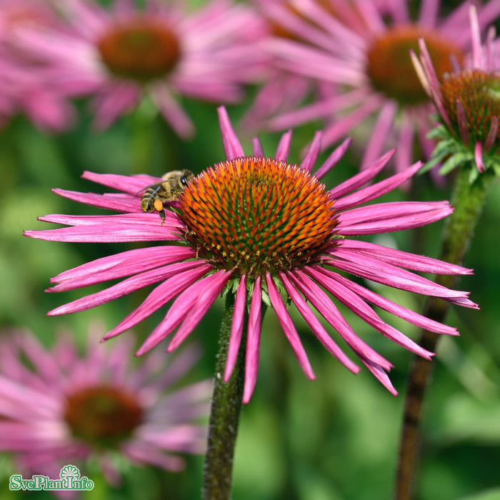 Echinacea purpurea 'Pica Bella' A-kval