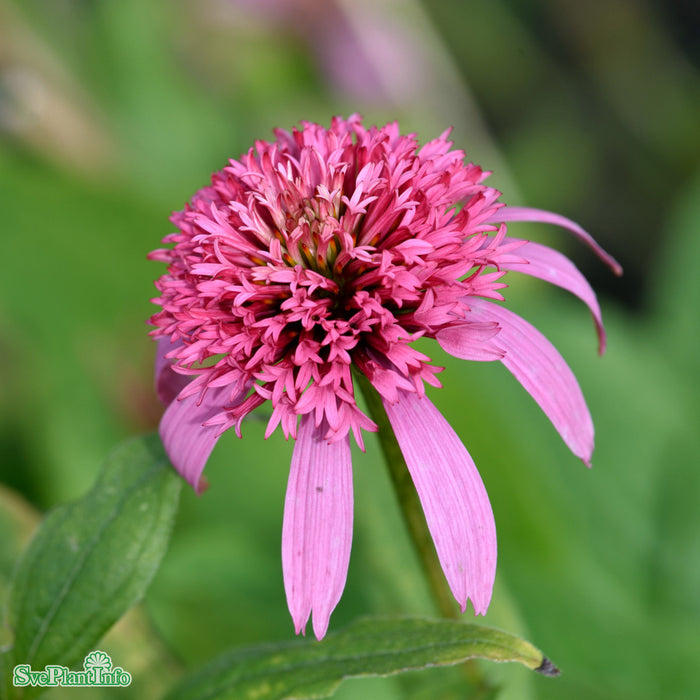 Echinacea purpurea 'Pink Double Delight' A-kval