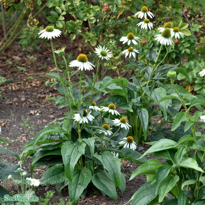 Echinacea purpurea 'White Swan' A-kval