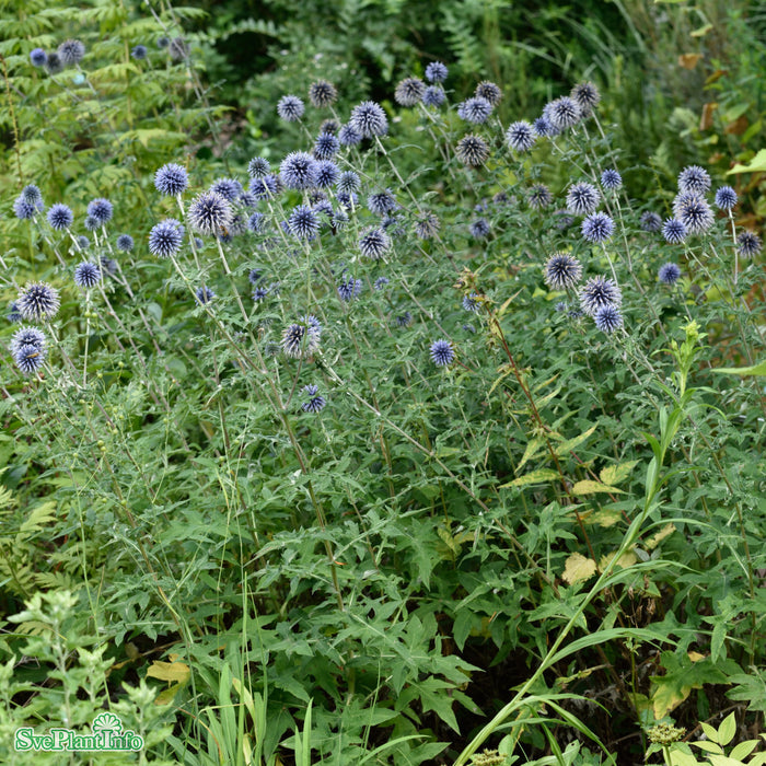 Echinops bannaticus A-kval