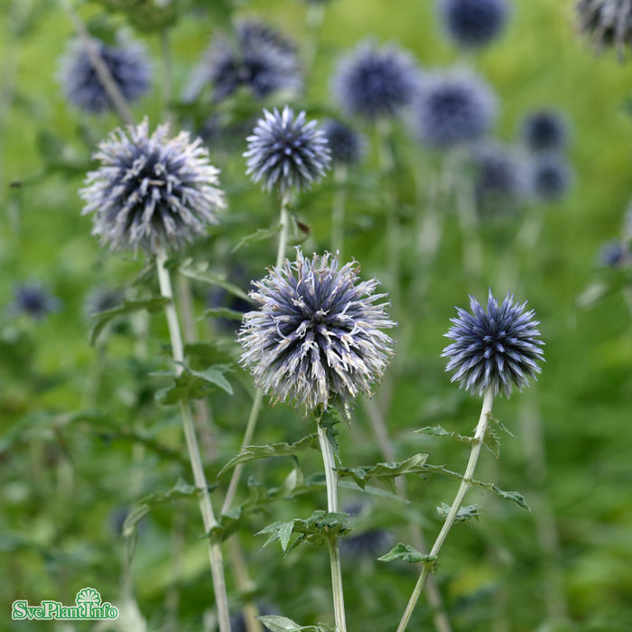 Echinops bannaticus A-kval