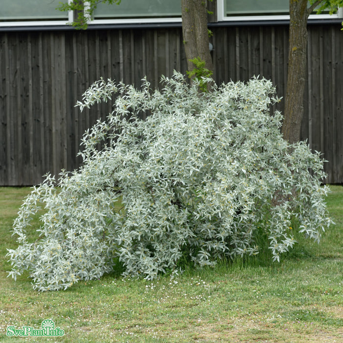 Elaeagnus 'Quicksilver' Solitär C20 200-250cm