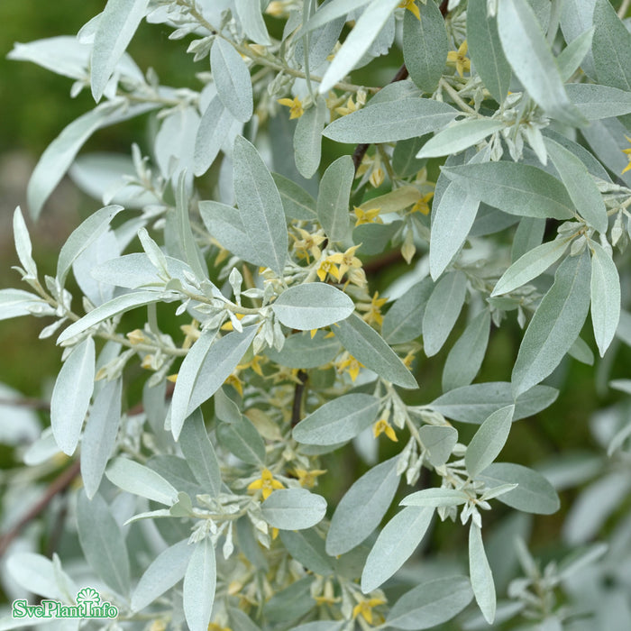 Elaeagnus 'Quicksilver' Solitär C20 200-250cm