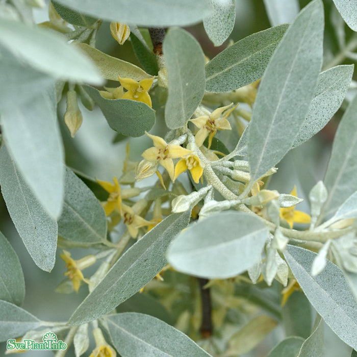 Elaeagnus angustifolia 'Quicksilver' Högstam Kl So 12-14