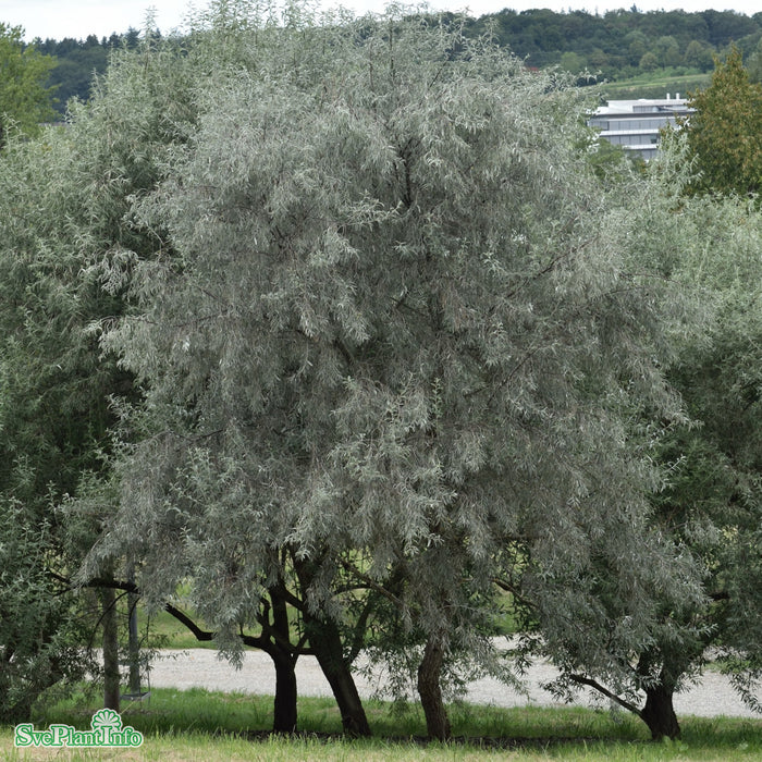 Elaeagnus angustifolia Högstam So 12-14