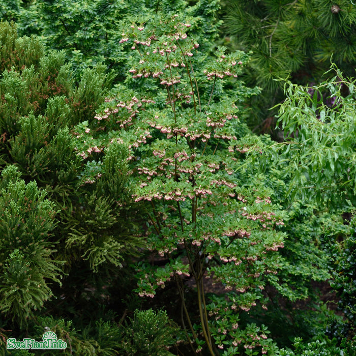 Enkianthus campanulatus 'Red Bells' Busk C4,6