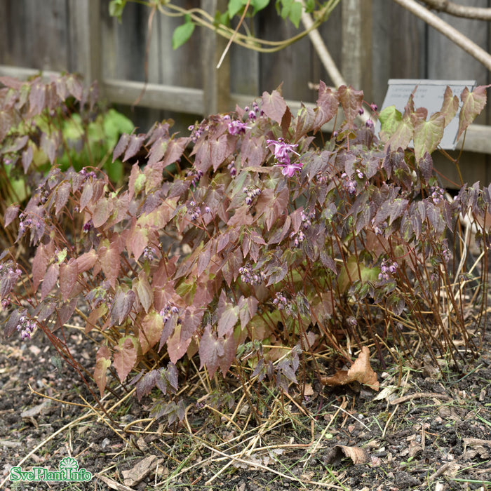 Epimedium grandiflorum 'Lilafee' A.kval