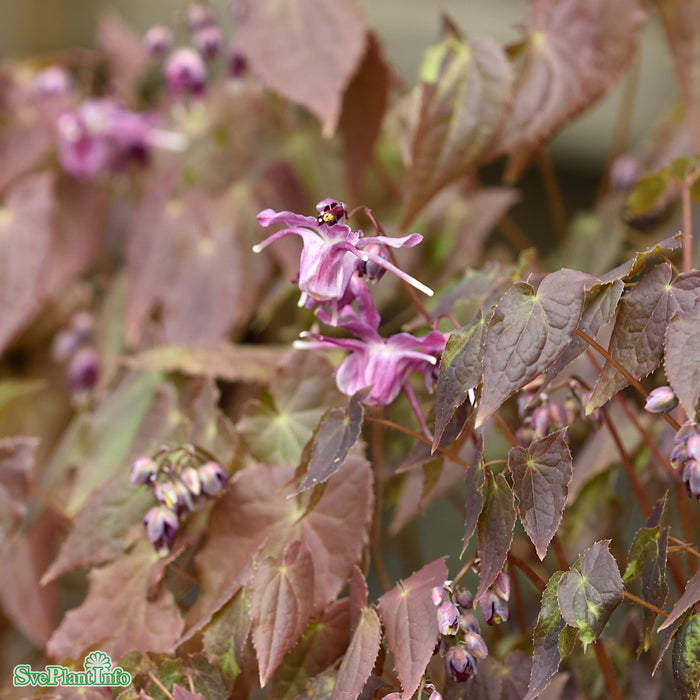 Epimedium grandiflorum 'Lilafee' A.kval