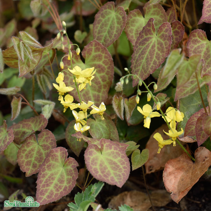Epimedium perralchium 'Frohnleiten' A-kval