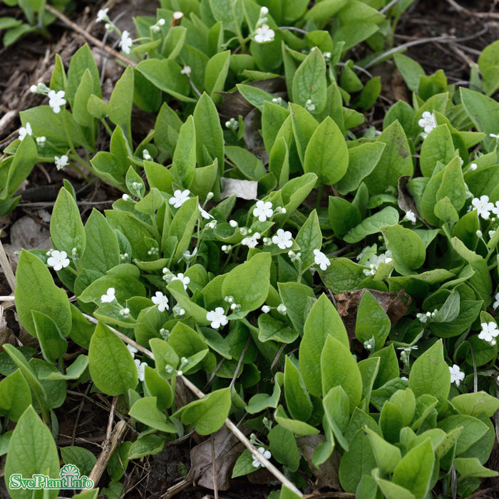 Omphalodes verna 'Alba' A-kval