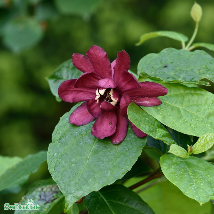 Calycanthus 'Aphrodite' Busk C4,5 40-60cm