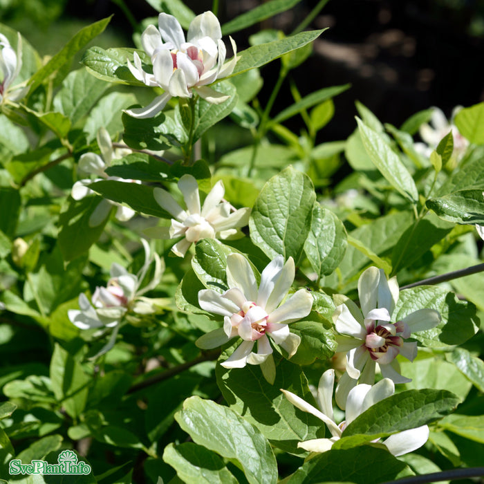 Calycanthus 'Venus' C10 80-100cm