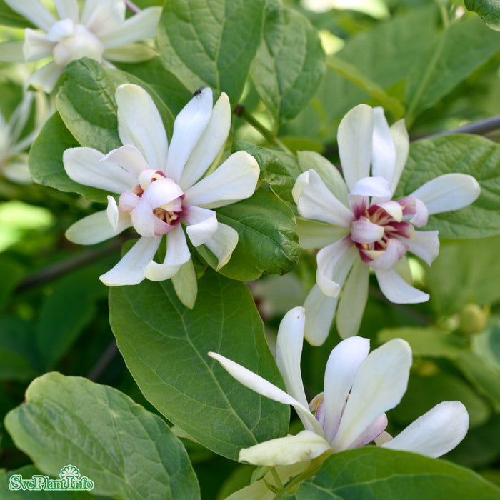 Calycanthus 'Venus' C10 80-100cm
