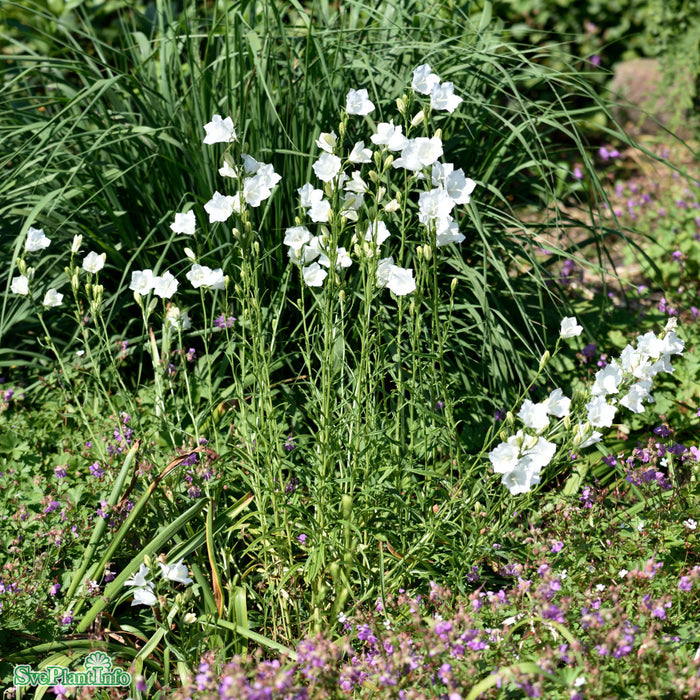 Campanula persicifolia 'Alba' A-kval