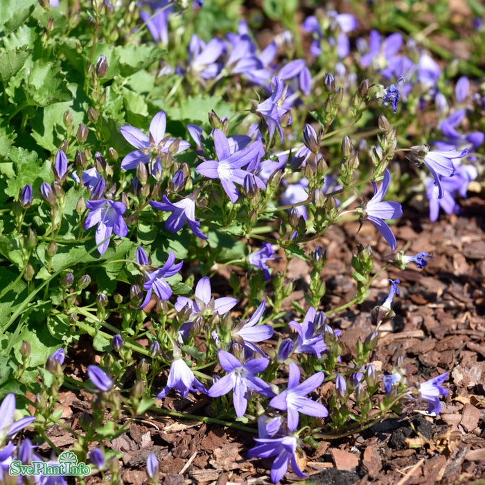 Campanula poscharskyana A-kval