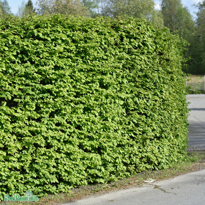 Carpinus betulus Spaljé Stam 200cm C50 So 12-14