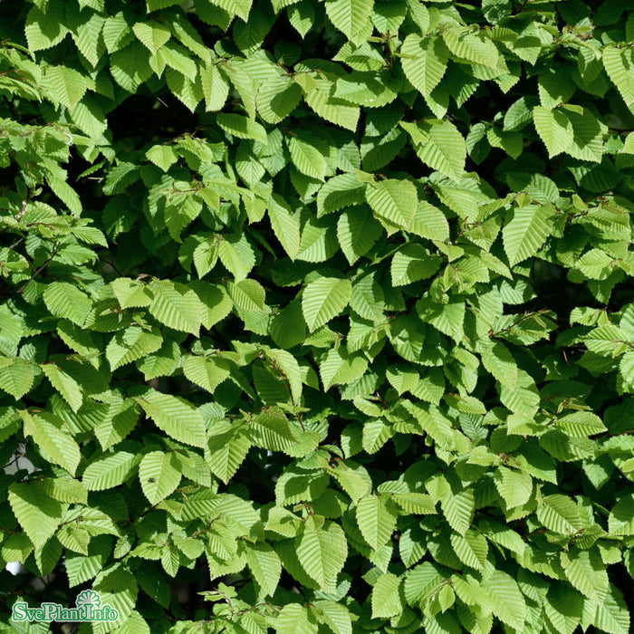 Carpinus betulus Spaljé Stam 200cm C50 So 12-14