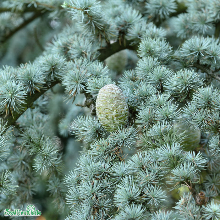 Cedrus atlantica (Glauca-Gruppen) Ungträd C15 150-175cm
