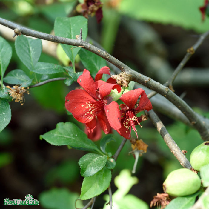 Chaenomeles speciosa 'Rubra' Busk C6 50-60cm