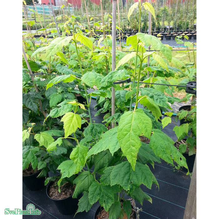 Acer tegmentosum FK JOUTSA Ungträd 200-250 C30