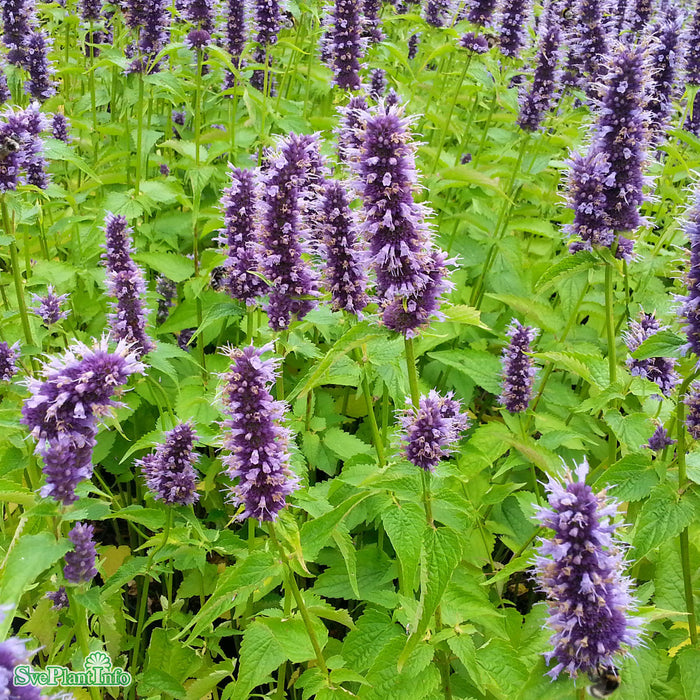 Agastache 'Black Adder' A-kval