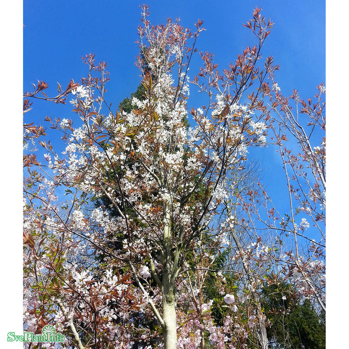 Amelanchier arb. 'Robin Hill' Ungträd C10 175-200cm