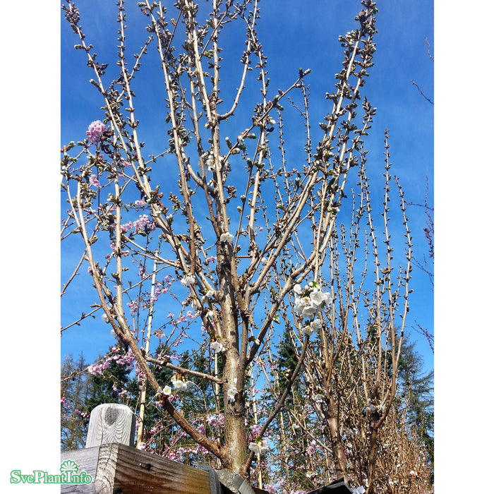 Amelanchier grandiflora 'Robin Hill' C20 175-200cm