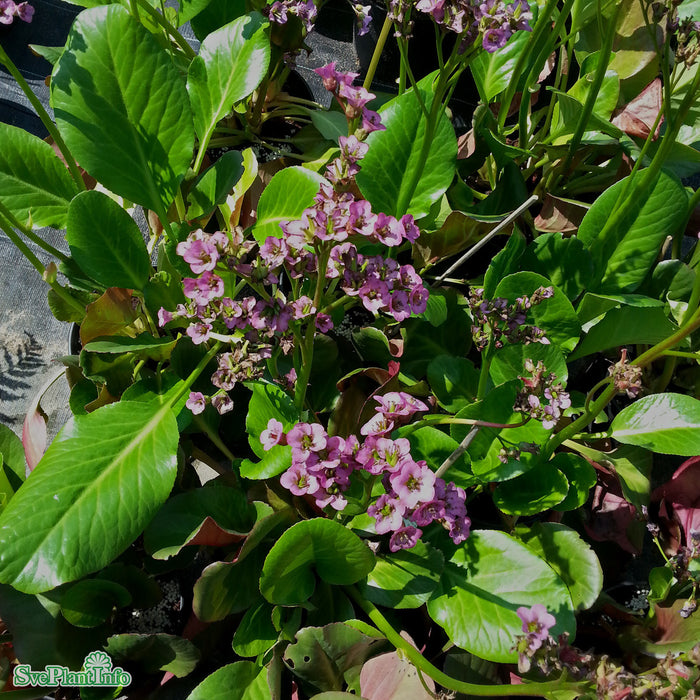 Bergenia cordifolia 'Vinterglöd' A-kval