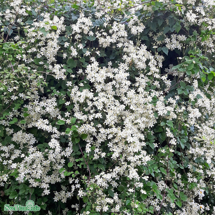 Clematis (Vitalba) 'Paul Farges' C2