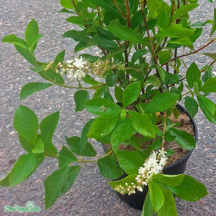 Clethra alnifolia 'Hummingbird' C12 60-80cm