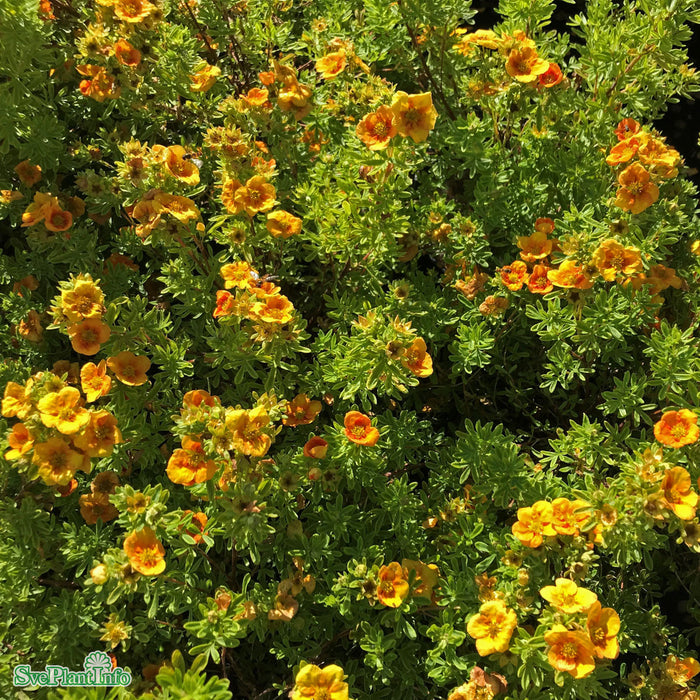 Dasiphora (Fruticosa ) 'Mango Tango' Busk C5