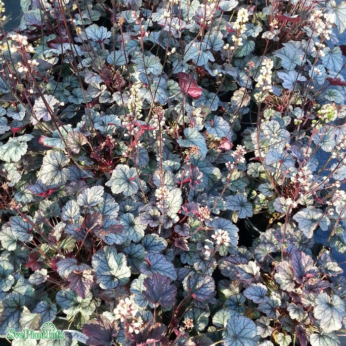 Heuchera 'Silver Scrolls' A-kval