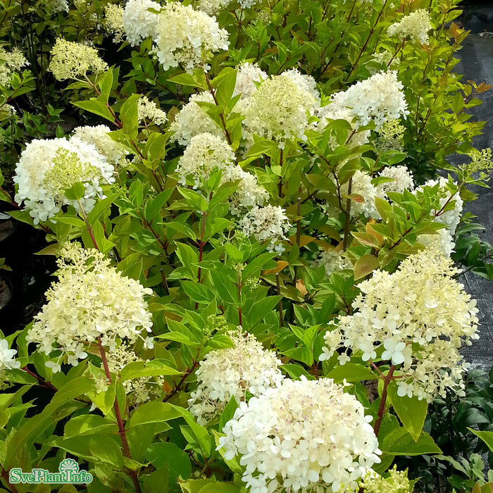 Hydrangea paniculata 'Limelight' Stam C10 80-100cm