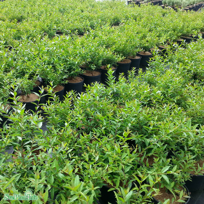 Ligustrum vulgare 'Lodense' Busk C3 30-40cm