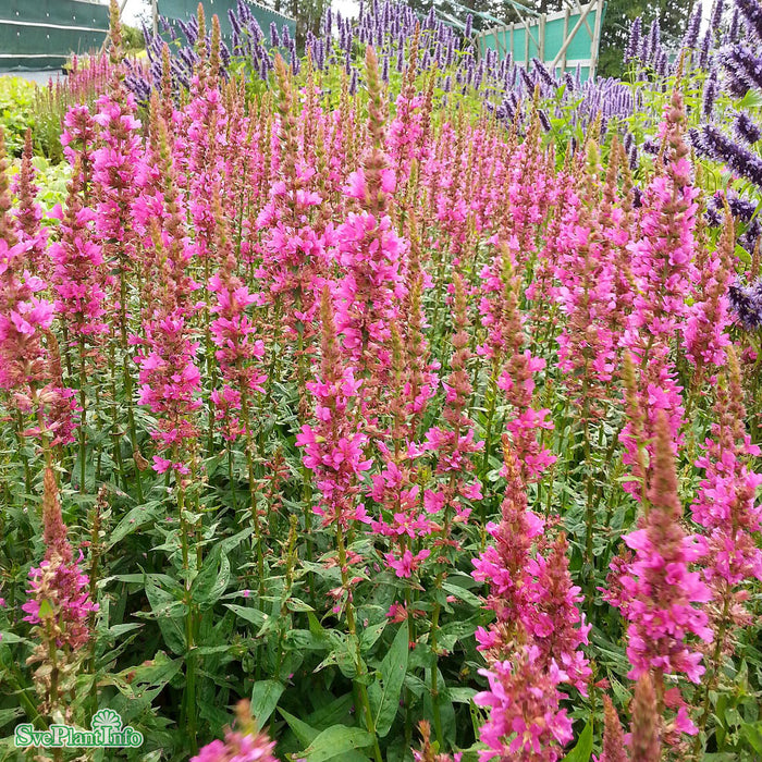 Lythrum salicaria 'Robert' A-kval