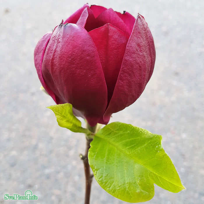 Magnolia (Liliiflora) 'Genie' Solitär 80-100cm C10