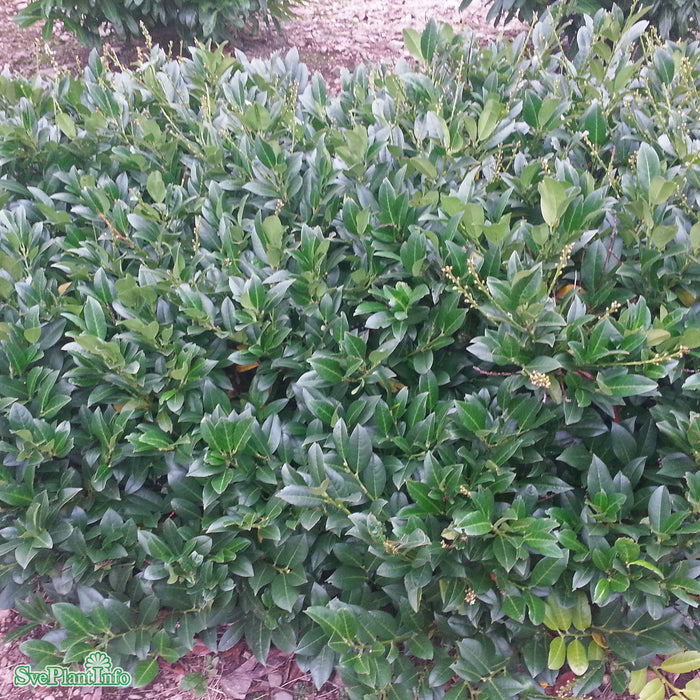Prunus laurocerasus 'Piri' Busk C5 30-40cm