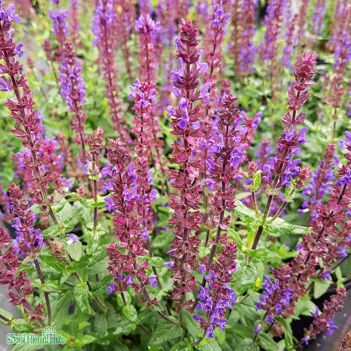 Salvia nemorosa 'Caramia' A-kval C2,8