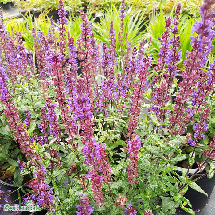 Salvia nemorosa 'Caramia' A-kval C2,8