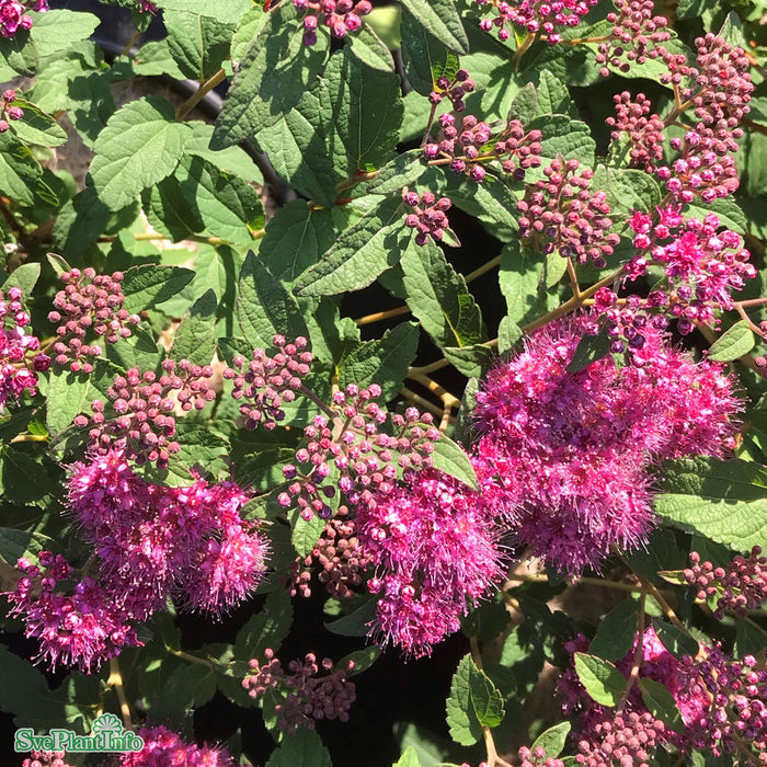 Spiraea japonica 'Superstar' Busk C3,5