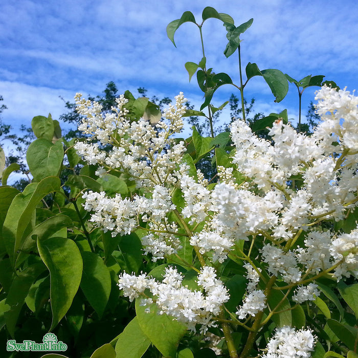Syringa reticulata fk 'Enskede' E C5