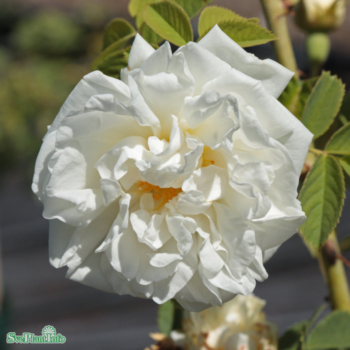Rosa 'Blanche de Belgique' A kval C4