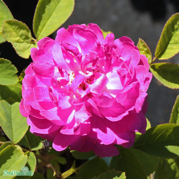 Rosa 'Eugénie Guinoisseau' A kval C4