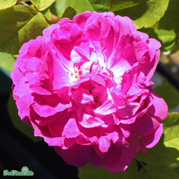 Rosa 'Eugénie Guinoisseau' A kval C4